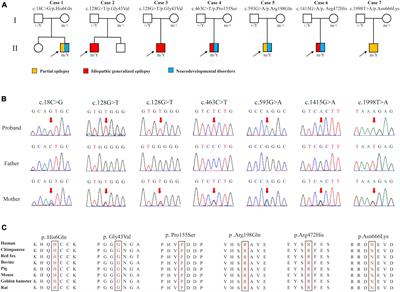 DLG3 variants caused X-linked epilepsy with/without neurodevelopmental disorders and the genotype-phenotype correlation